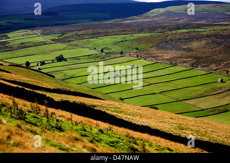 Les bordures de champ granges et plantation de conifères jeu Throsly Gill ci-dessous Wasset tomba West Burton Wensleydale Yorkshire Dales Banque D'Images