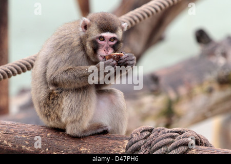 Un jeune macaque japonais est en train de manger un cookie Banque D'Images