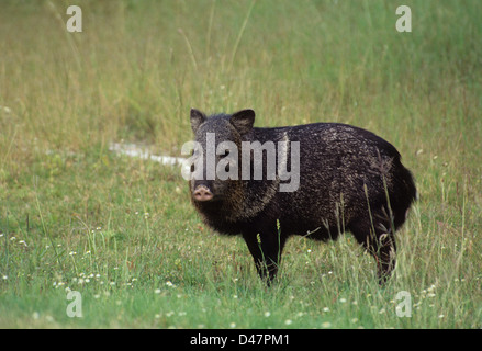 Javelina ou pécari à collier (Pecari tajacu) Banque D'Images