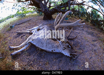 Buck whitetail mort de Virginie (Odocoileus virginianus) en velours qui sont morts de faim ou de maladie Banque D'Images