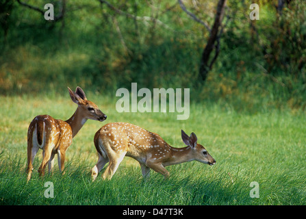 Les faons de cerfs de Virginie (Odocoileus virginianus) Banque D'Images