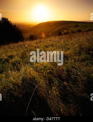 Un voile fin de l'été soleil sur Ditchling Beacon, East Sussex, UK Banque D'Images