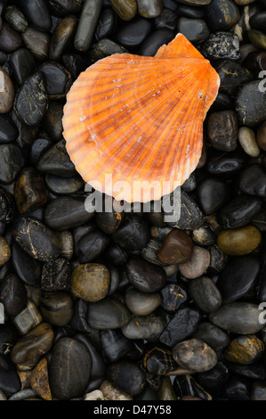L'un de couleur golden sea shell, un clam shell sur une pierre noire fond de cailloux de la rivière lisse, un arrangement avec copie espace solitaire Banque D'Images