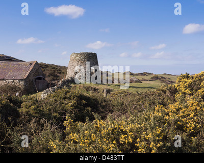 Reste à l'abandon de l'ancien moulin à vent avec floraison jaune l'ajonc (Ulex europaeus) dans le paysage rural de l'Anglesey au printemps Banque D'Images