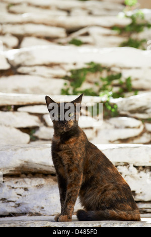 La Grèce, Îles Cyclades, Cyclades cat Banque D'Images