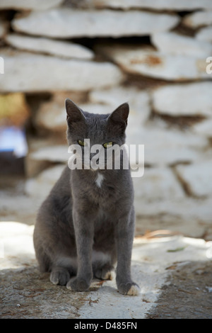 La Grèce, Îles Cyclades, Cyclades cat Banque D'Images