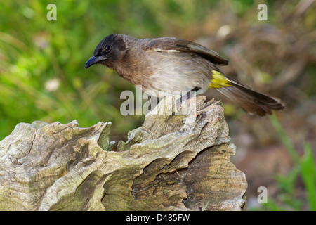 La politique ou Dark-Capped (Pycnonotus barbatus Bulbul) est un résident omniprésents dans toute l'Afrique de l'obtenteur. Banque D'Images