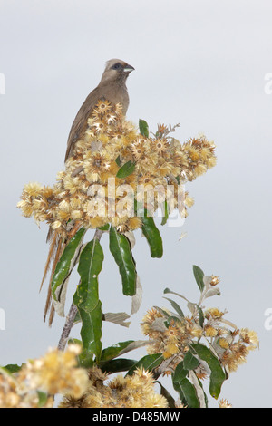 Le Naseux Mousebird (Colius striatus) est la plus grande espèce de mousebird, ainsi que l'un des plus communs. Banque D'Images