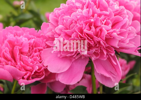 Macro vue rapprochée de deux belles pivoines rose Albert Crousse nom Latin Paeonia Lactifora dans un jardin de printemps. Banque D'Images