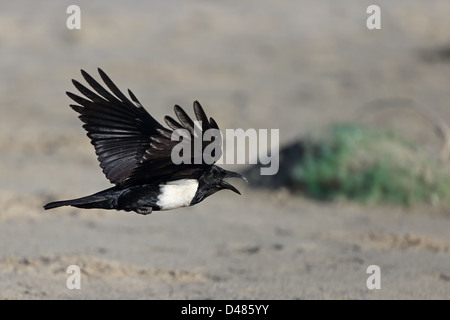 Pied-de-Corbeau (Corvus albus) Banque D'Images