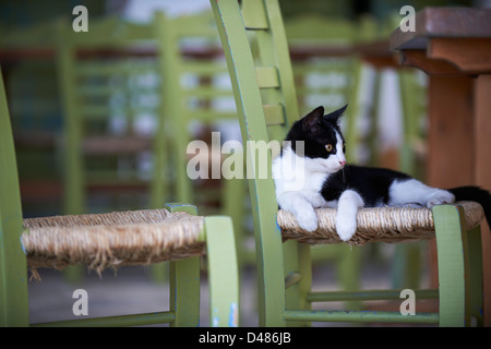 La Grèce, Îles Cyclades, Cyclades cat Banque D'Images