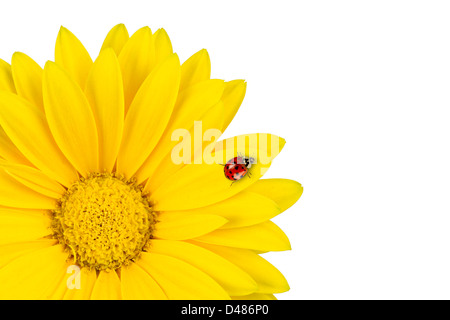 Coccinelle sur fleur gerbera jaune Banque D'Images