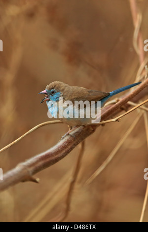 Red-cheeked cordon-bleu (Uraeginthus bengalus) Banque D'Images