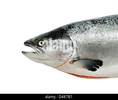 Poisson saumon close up isolated on white Banque D'Images