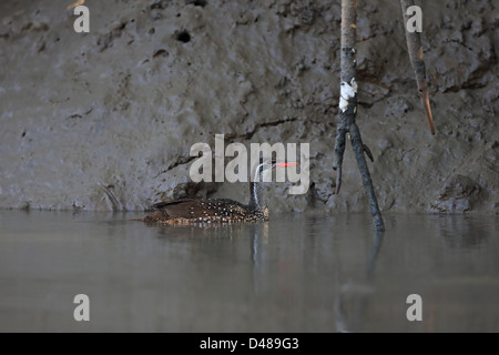 African Finfoot Podica senegalensis) ( Banque D'Images