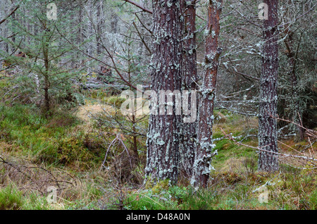 Vue depuis l'ancienne forêt près de Glenmore à Aviemore dans les Highlands écossais, UK Banque D'Images