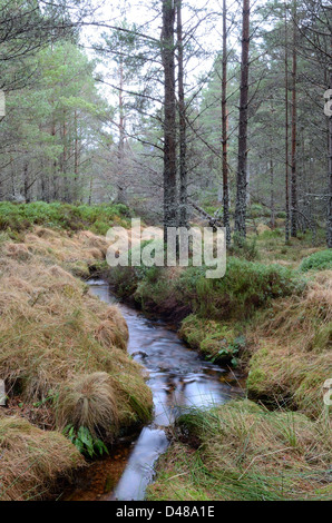 Vue depuis l'ancienne forêt près de Glenmore à Aviemore dans les Highlands écossais, UK Banque D'Images