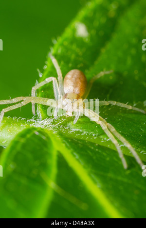 Araignée crabe mangeant Banque D'Images