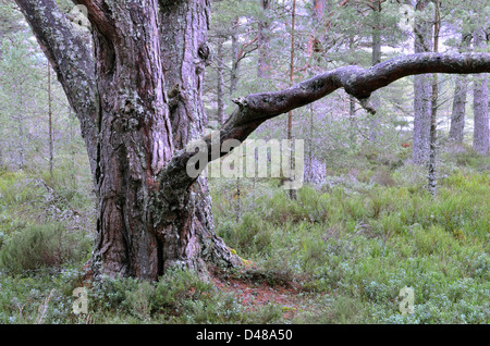 Vue depuis l'ancienne forêt près de Glenmore à Aviemore dans les Highlands écossais, UK Banque D'Images