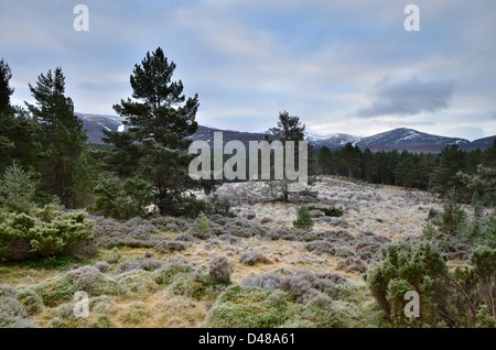 Vue depuis l'ancienne forêt près de Glenmore à Aviemore dans les Highlands écossais, UK Banque D'Images