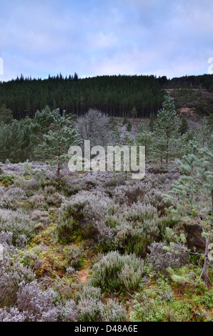 Vue depuis l'ancienne forêt près de Glenmore à Aviemore dans les Highlands écossais, UK Banque D'Images