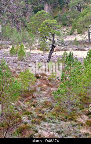 Vue depuis l'ancienne forêt près de Glenmore à Aviemore dans les Highlands écossais, UK Banque D'Images