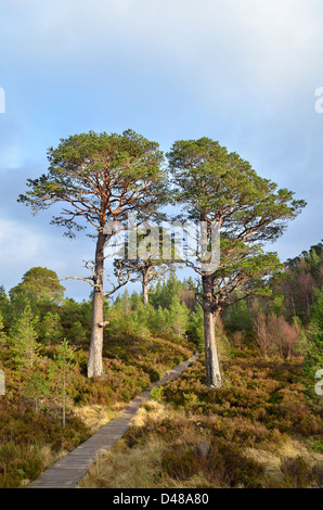 Vue depuis l'ancienne forêt près de Glenmore à Aviemore dans les Highlands écossais, UK Banque D'Images