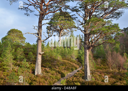 Vue depuis l'ancienne forêt près de Glenmore à Aviemore dans les Highlands écossais, UK Banque D'Images