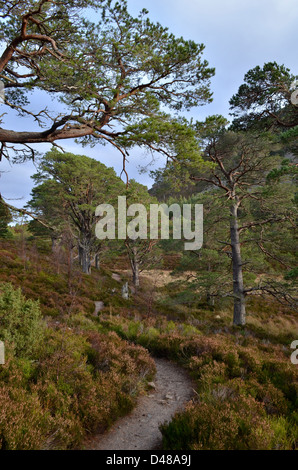 Vue depuis l'ancienne forêt près de Glenmore à Aviemore dans les Highlands écossais, UK Banque D'Images