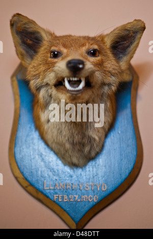 Un animal en peluche tête trophée. Llanerchaeron, Pays de Galles, Royaume-Uni. À partir d'un affichage à Llanerchaeron Chambre. Banque D'Images