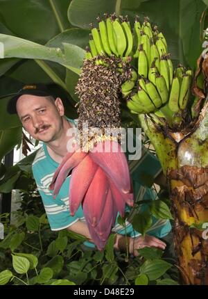 Ronald Wenzel observe les 'Musa Paradisiaca banane' dans la maison Loki-Schmidt vert tropical à l'université de Rostock, Allemagne, 08 mars 2013. Loki-Schmidt green house a ouvert ses portes en 2009. Photo : Bernd Wuestneck Banque D'Images