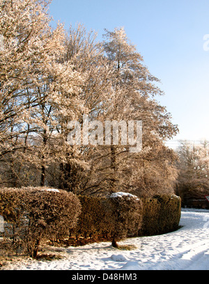 Givre sur les arbres et haies Banque D'Images