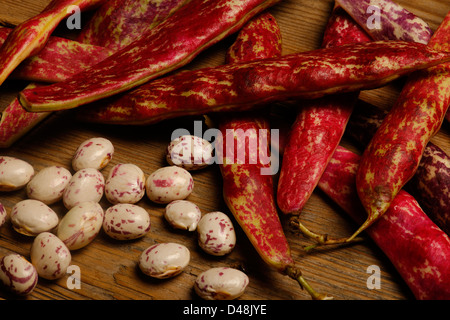 Les haricots borlotti biologiques issus de chez nous au Royaume-Uni Banque D'Images