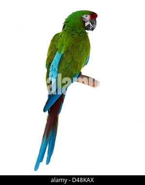 Macaw Parrot vert colorés sur fond blanc Banque D'Images