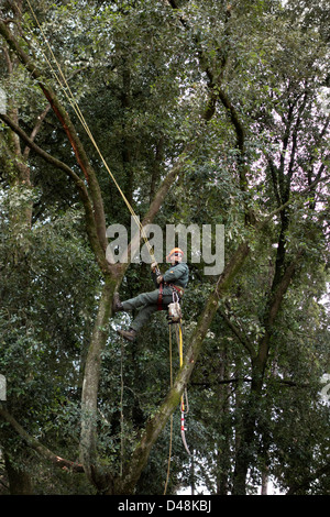 Tree Surgeon travaillant avec la tronçonneuse et complète de protection Banque D'Images