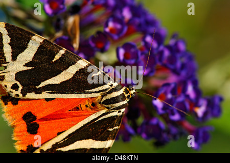 Jersey Tiger Moth se nourrissant de verveine bonariensis, France Banque D'Images