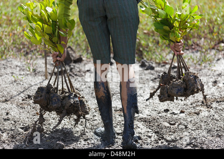 La plantation de jeunes arbres pour le reboisement des mangroves nouvelle en Thaïlande du sud, Satun Banque D'Images