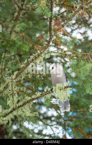 Geai gris assis sur une branche dans un arbre à l'appareil photo à curieusement Banque D'Images