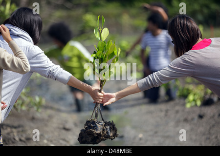Les jeunes thaïlandais en mission pour la plantation de nouveaux arbres pour le reboisement des mangroves en Thaïlande du sud, Satun Banque D'Images