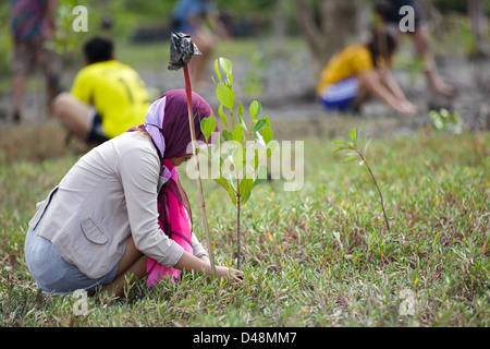 La plantation de jeunes arbres pour le reboisement des mangroves nouvelle en Thaïlande du sud, Satun Banque D'Images