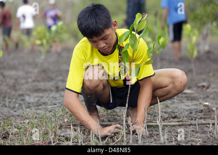 Jeune homme de nouvelles plantations de reboisement des mangroves pour l'arbre à Satun, Thailande du sud Banque D'Images