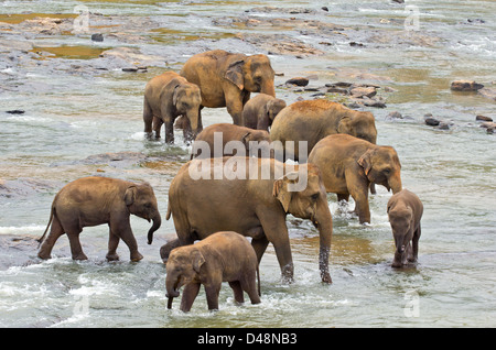 L'éléphant indien (Elephas maximus indicus) TROUPEAU DANS UNE RIVIÈRE Banque D'Images