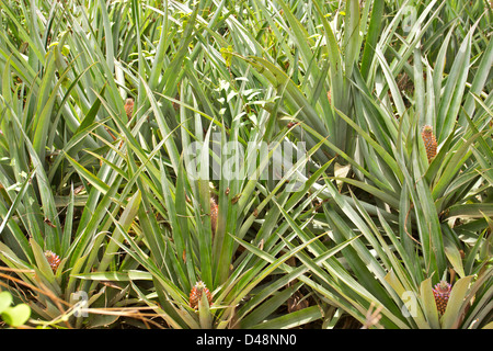 Récolte d'Ananas montrant le jeune fruit growing AU SRI LANKA Banque D'Images