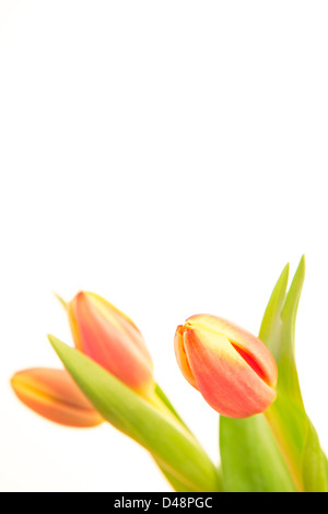 Tulipes teintée rose et jaune sur fond blanc Banque D'Images