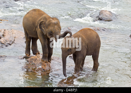 Deux jeunes éléphants indiens (Elephas maximus indicus) JOUANT DANS UNE RIVIÈRE AU SRI LANKA Banque D'Images