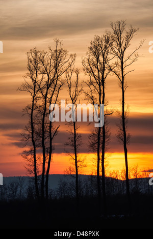 Magnifique coucher de soleil derrière un bouquet d'arbres Banque D'Images