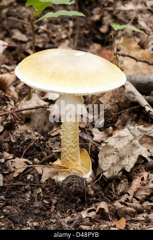 La mort de champignons de la PAC est très dangereux Banque D'Images