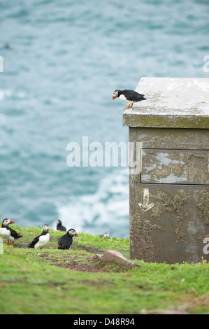 Macareux moine, Fratercula arctica, sur le dessus de l'oiseau masquer, Crabe Bay, île du Sud, Skokholm Pembrokeshire, Pays de Galles, Royaume-Uni Banque D'Images