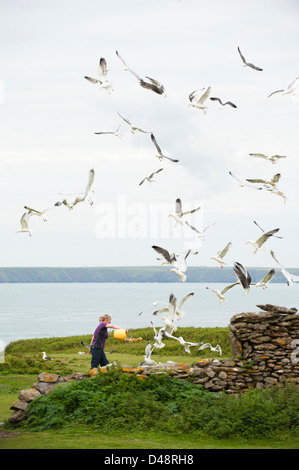 Le hareng, moindre et une plus grande à dos noir de Goélands marins se nourrissant de débris de nourriture à partir d'un seau, Skokholm Island Banque D'Images