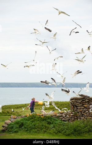 Le hareng, moindre et une plus grande à dos noir de Goélands marins se nourrissant de débris de nourriture à partir d'un seau, Skokholm Island Banque D'Images